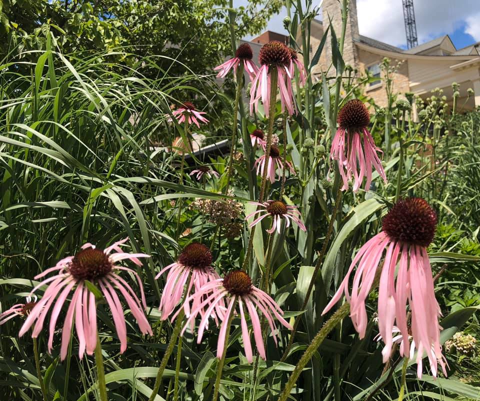 pocketprairie 4