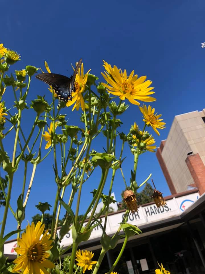 pocketprairie1